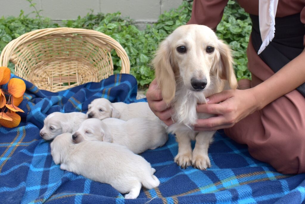 english cream mini dachshunds for sale