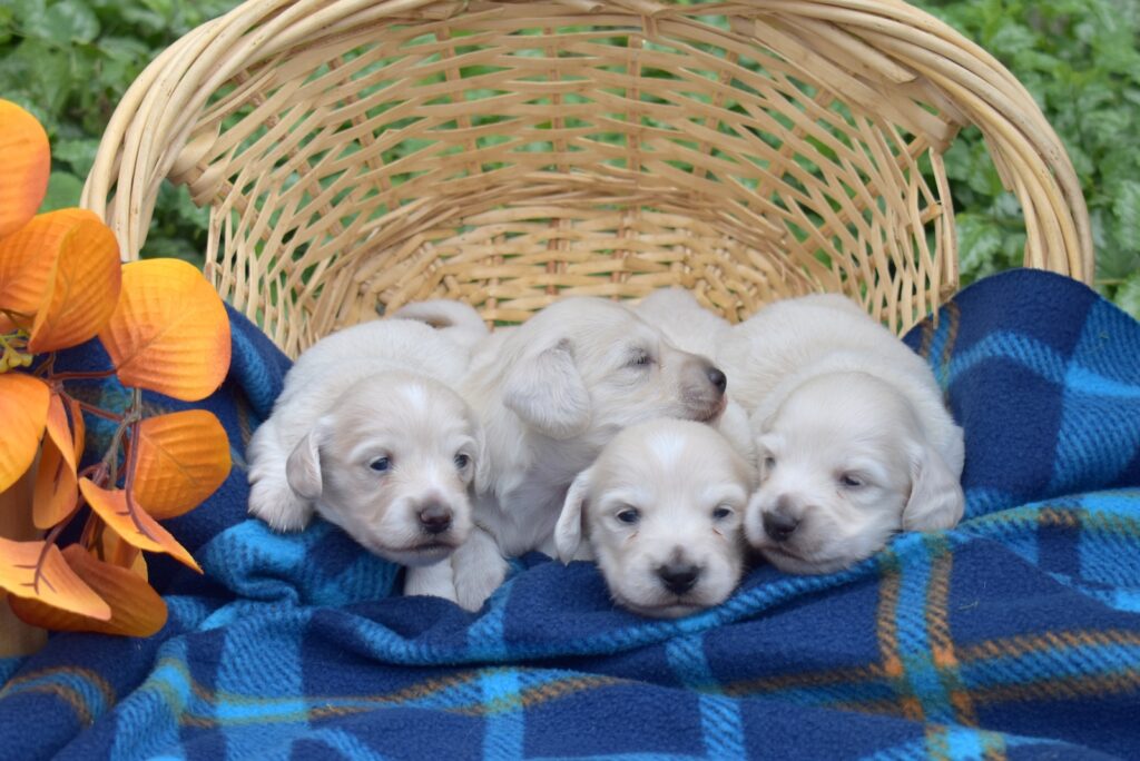 english cream mini dachshunds near me