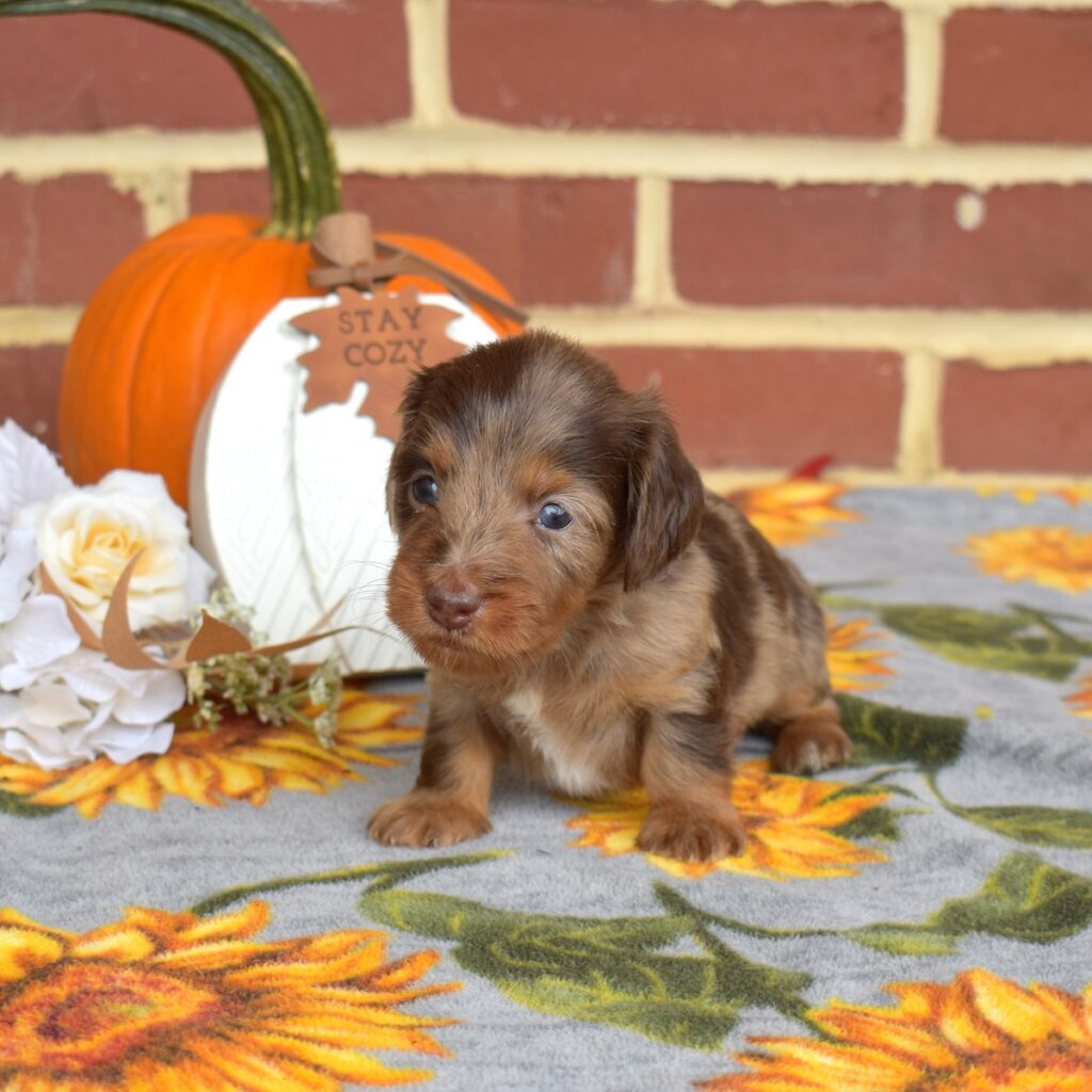 long haired chocolate dapple dachshund for sale