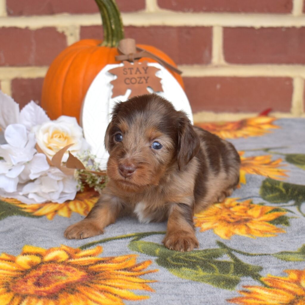 long haired chocolate dapple dachshund for sale near dc