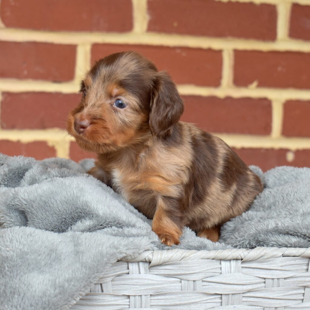 long haired chocolate dapple dachshund for sale near me