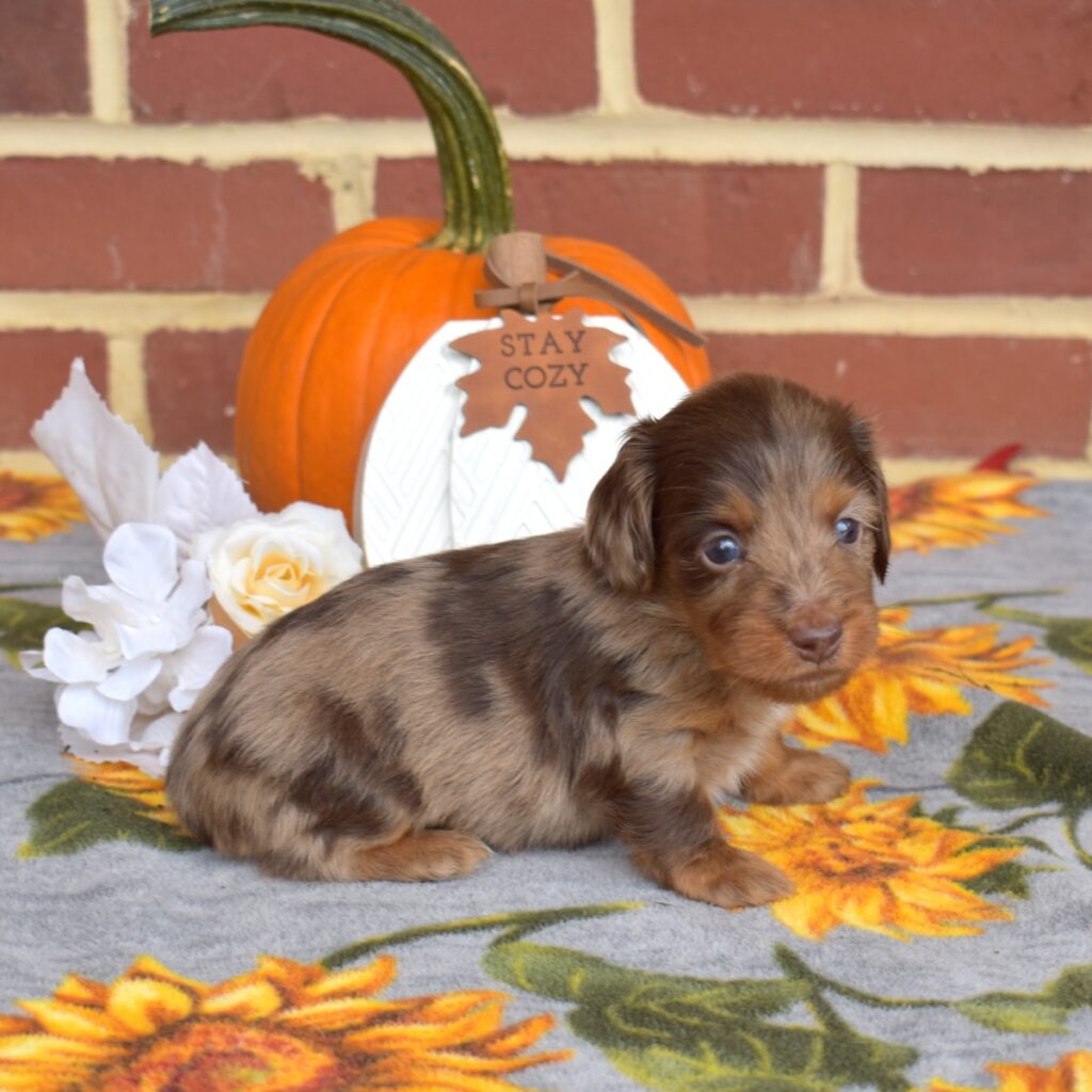 long haired chocolate dapple dachshund for sale near nj