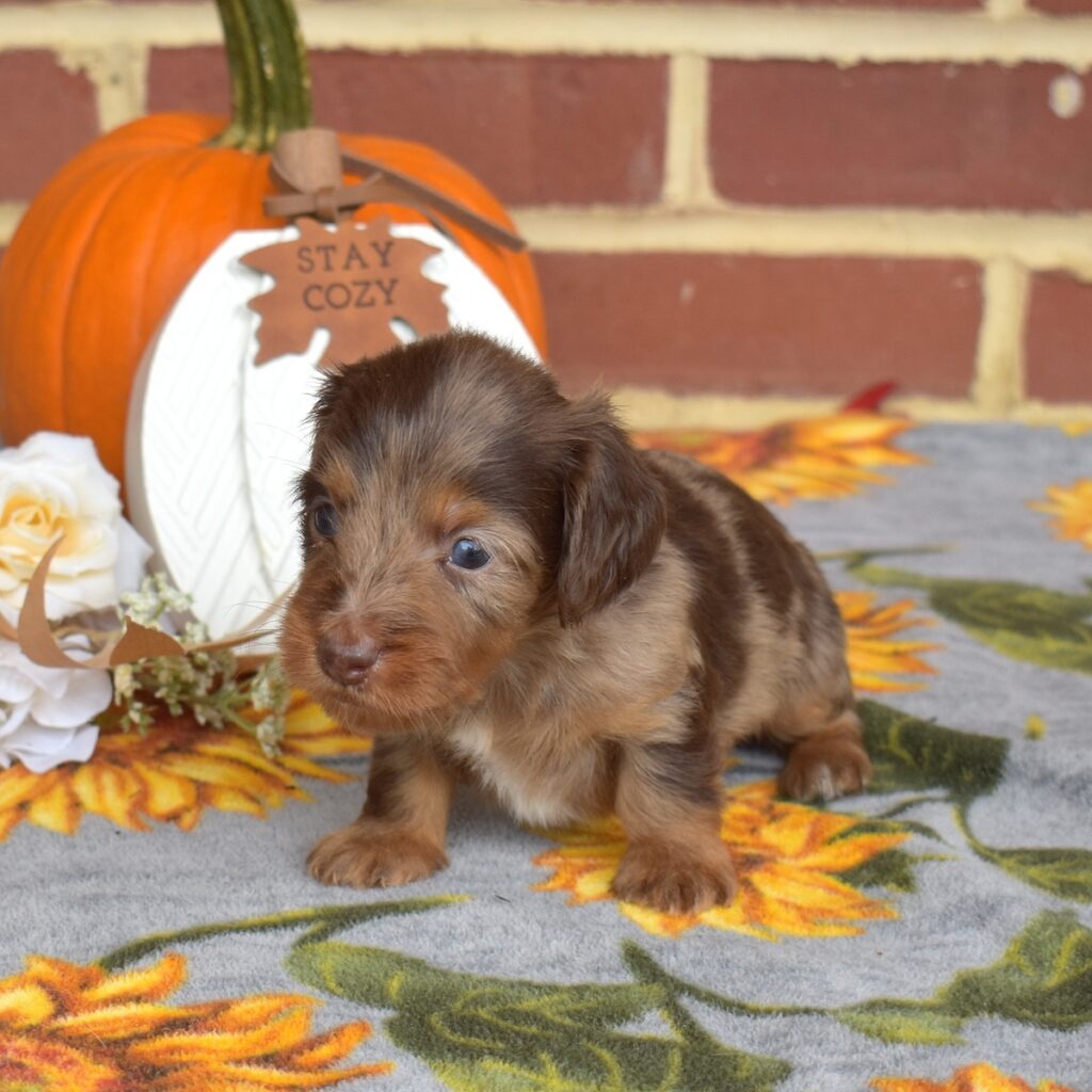 long haired chocolate dapple dachshund for sale near ny