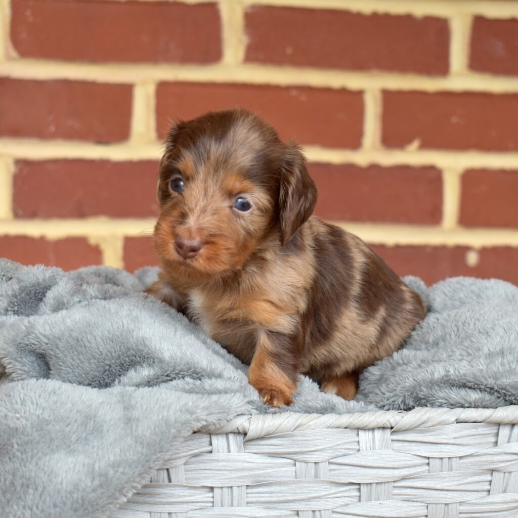 long haired chocolate dapple dachshund for sale pa