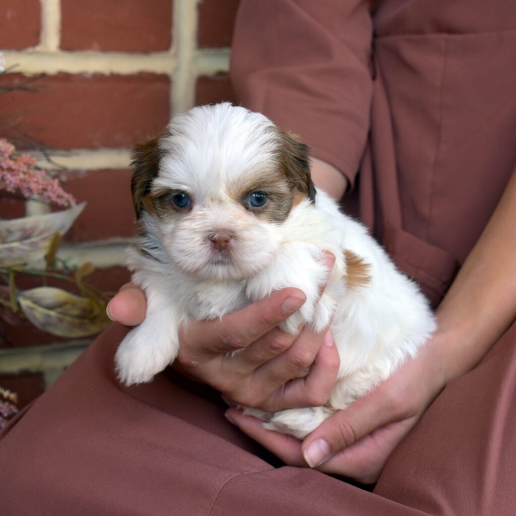 shih tzu puppy