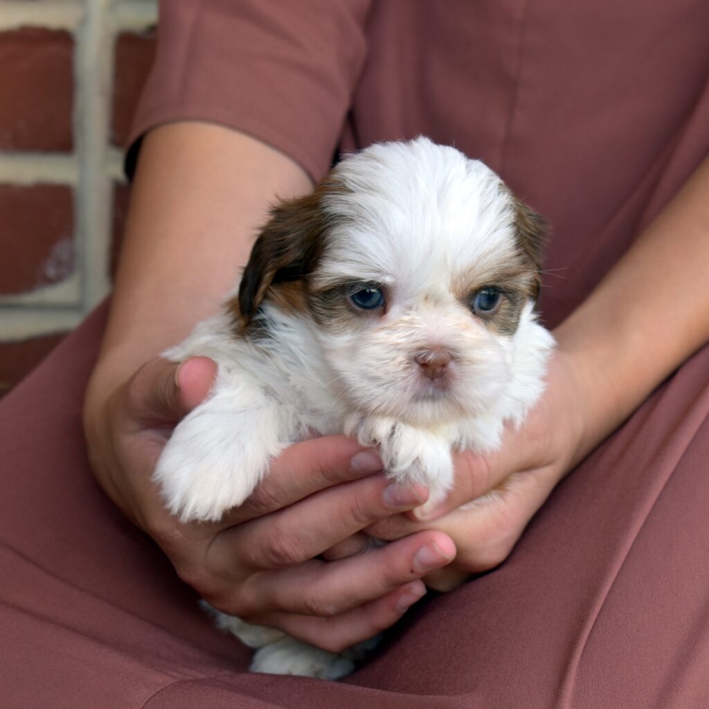 shih tzu puppy for sale
