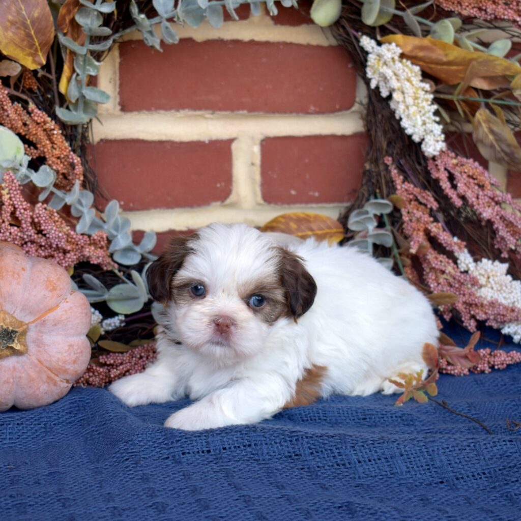 shih tzu puppy for sale in pa