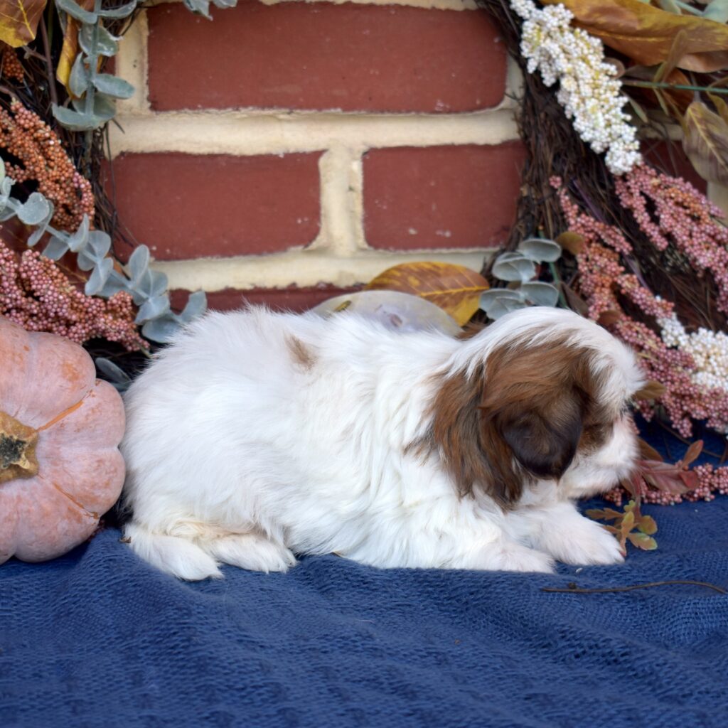 shih tzu puppy in pa