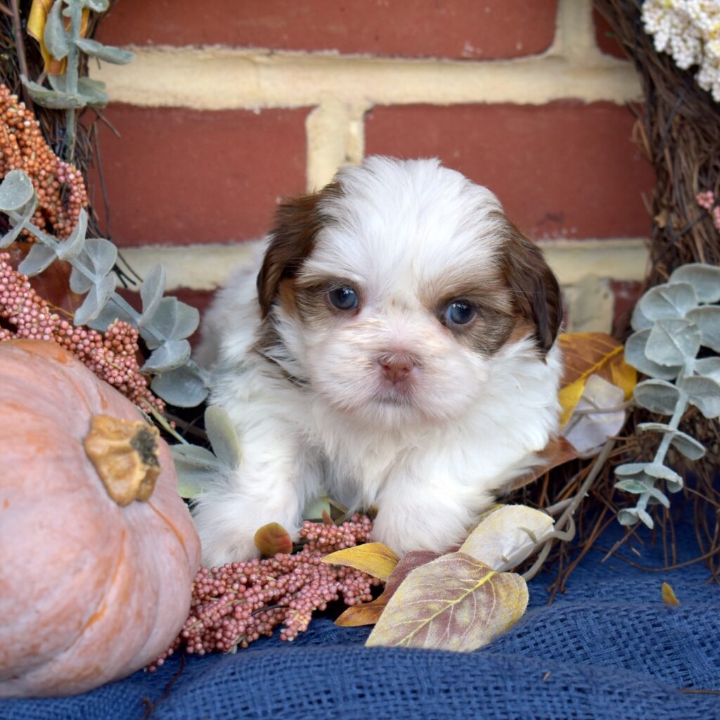 shih tzu puppy near me