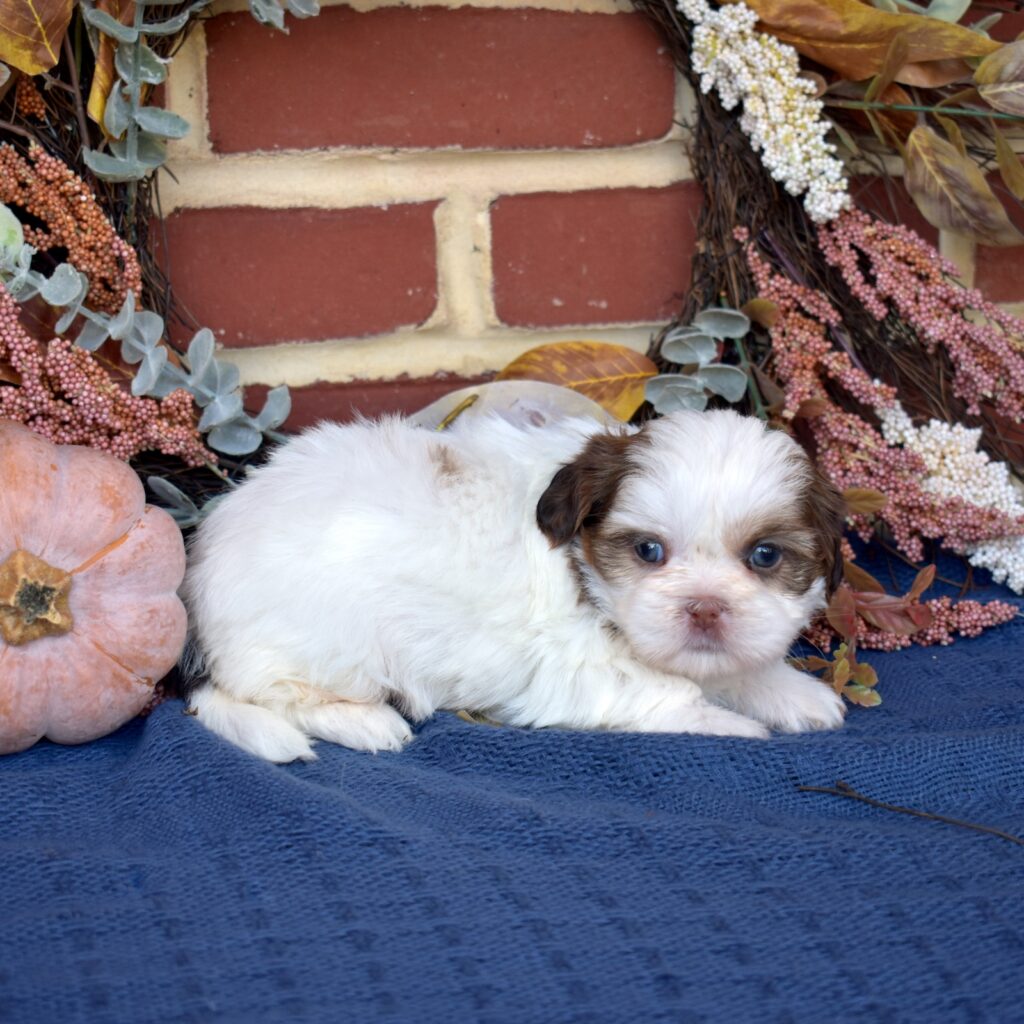 shih tzu puppy pa