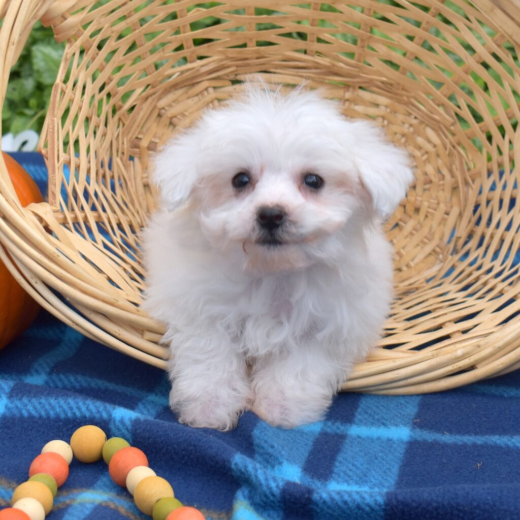 tea cup bichon firse for sale