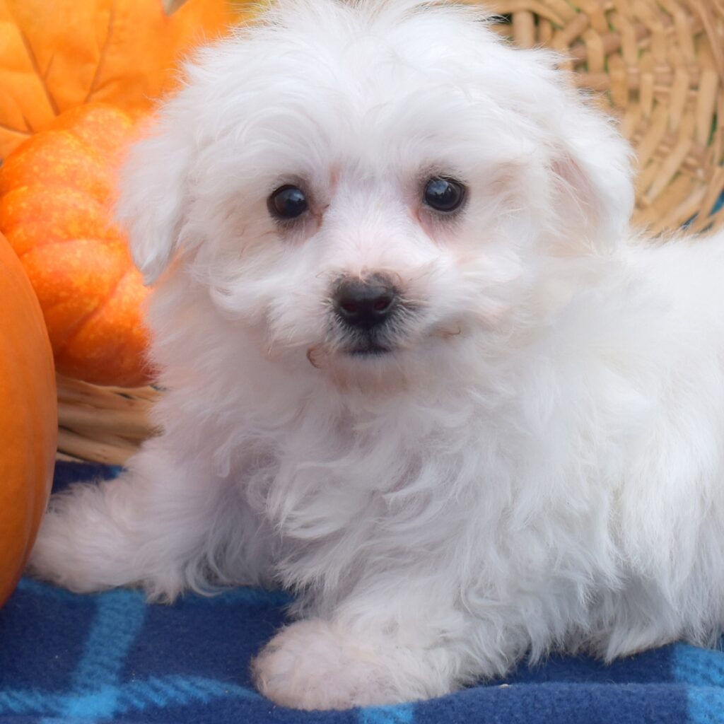 tea cup bichon frise breeder