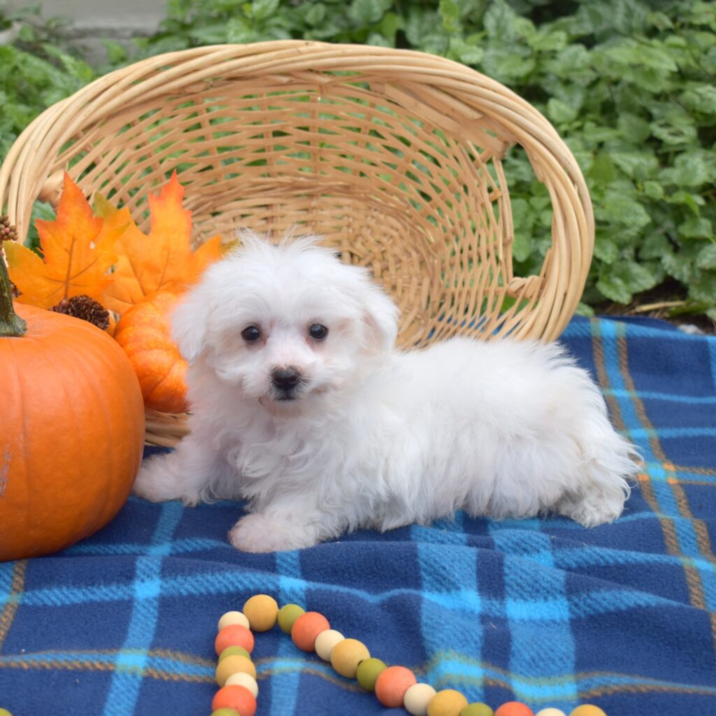 tea cup bichon frise breeders