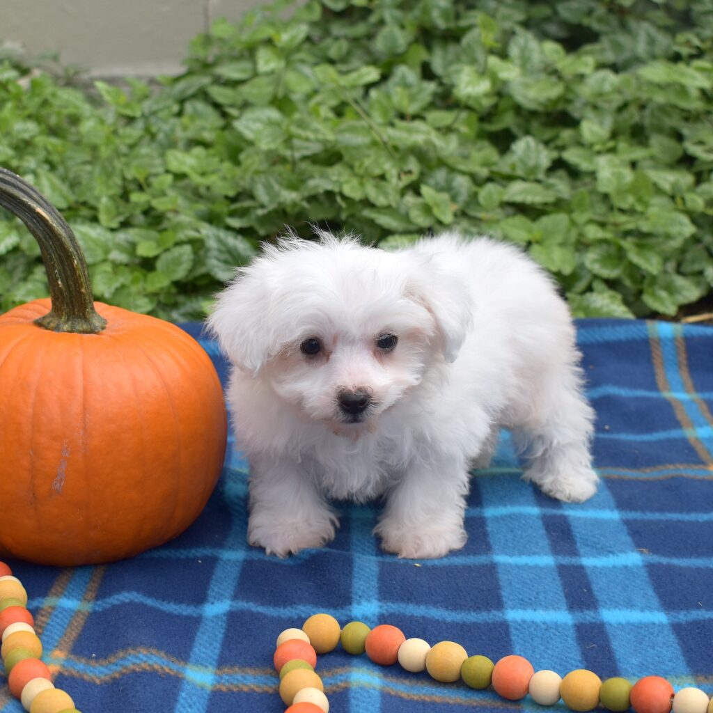 teacup bichon friese