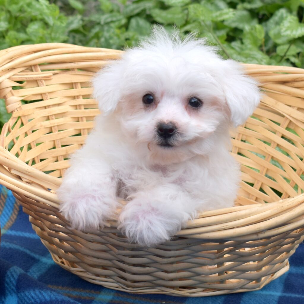 teacup bichon frise puppies