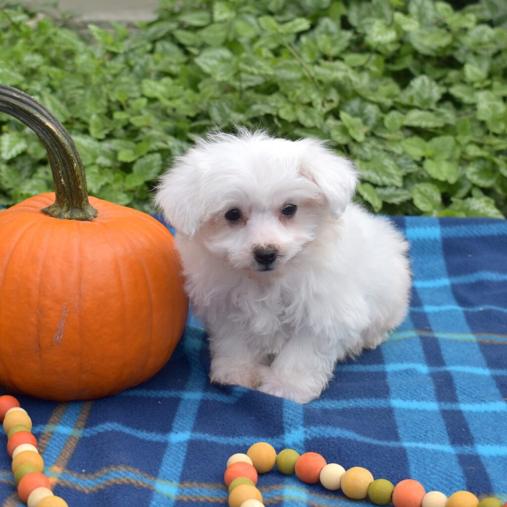 teacup bichon frise puppy