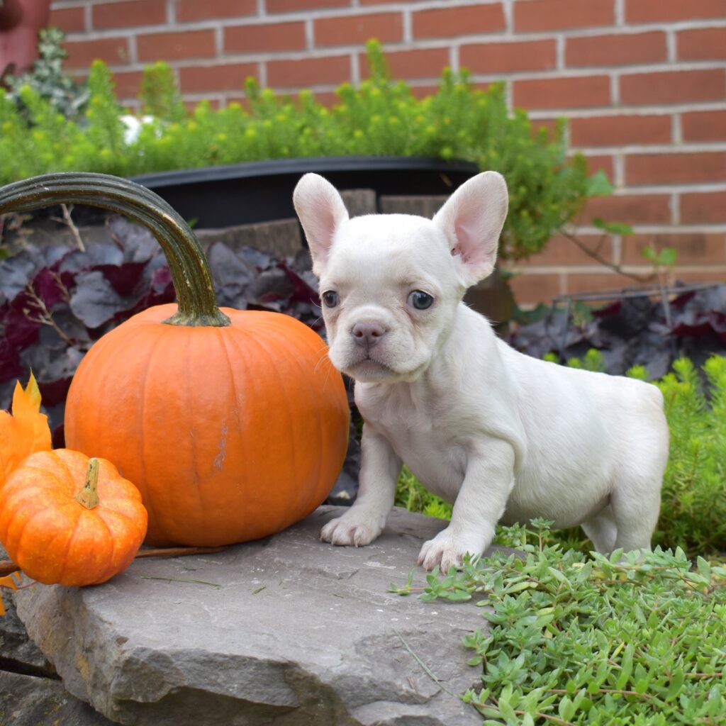 teacup frenchie