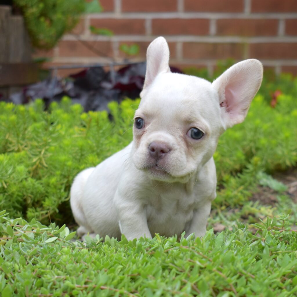 teacup frenchie bulldog