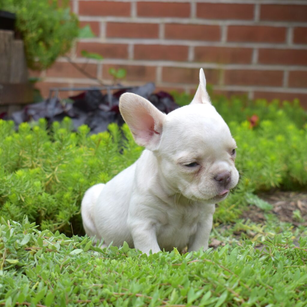 teacup frenchie bulldogs