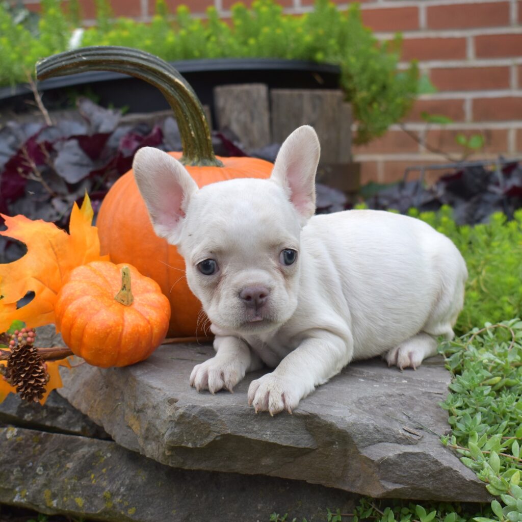 teacup frenchie puppies