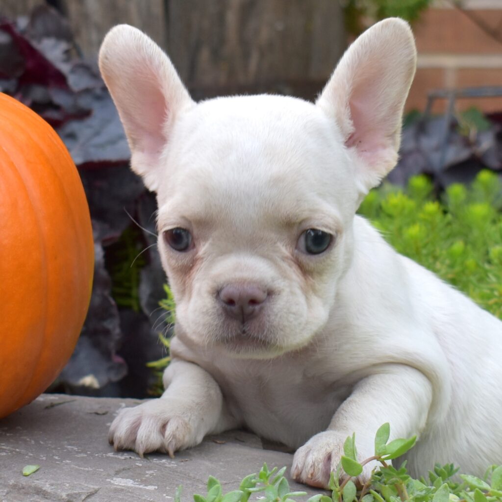 teacup frenchie puppy