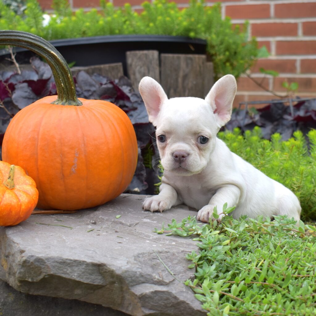 teacup frenchies