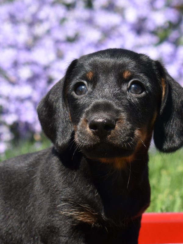 Black and Tan Miniature Dachshund Puppy for sale near lancaster pa