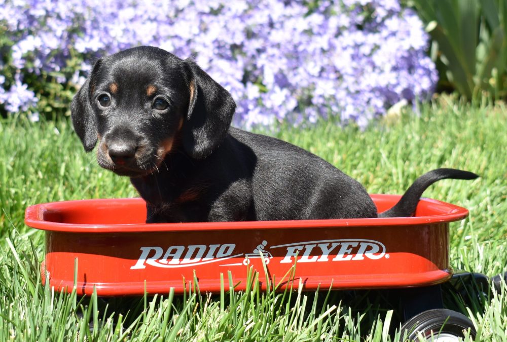 Black and Tan Miniature Dachshund Puppy for sale near me