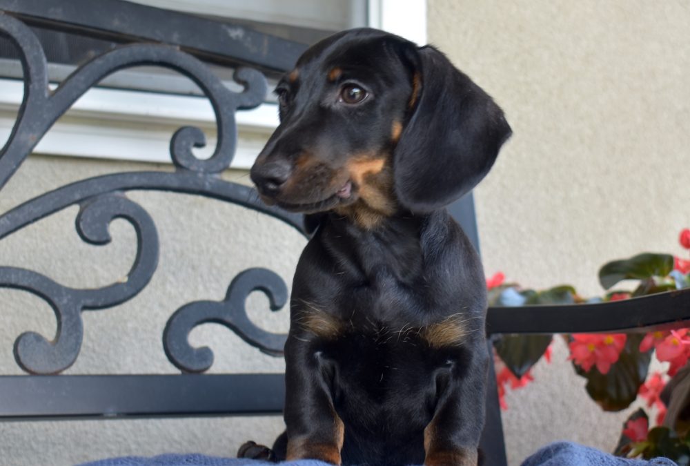 adorable dachshund