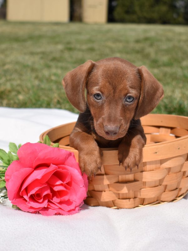 adorable dachshund puppies lancaster pa