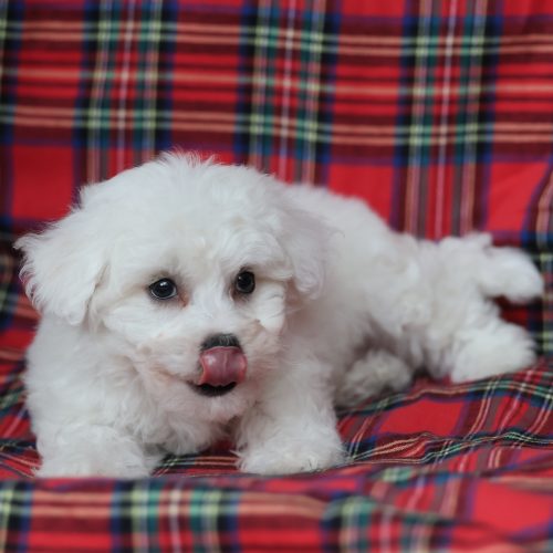 bichon frise puppies for adoption