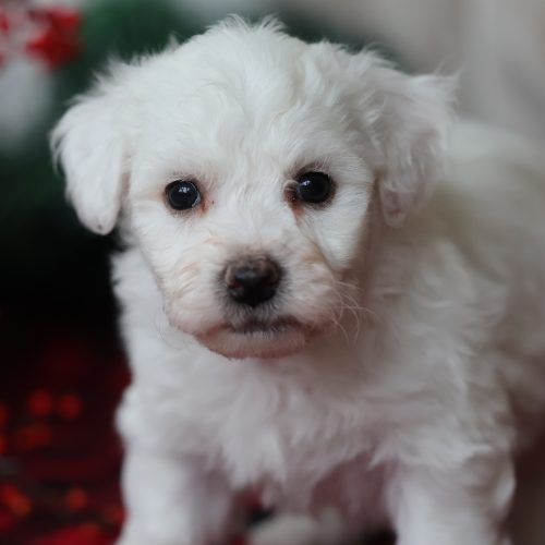 bichon frise puppies for sale near me