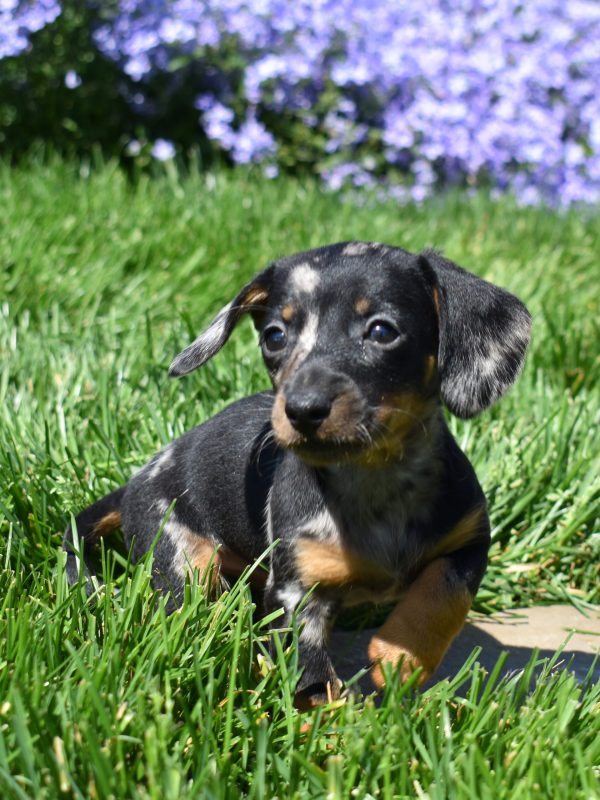 black and tan dapple miniature Dachshund puppy sweet dream puppies