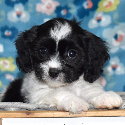 cavachon puppies