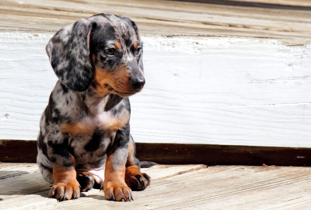 A closeup of a puppy dachshund with marble coat.