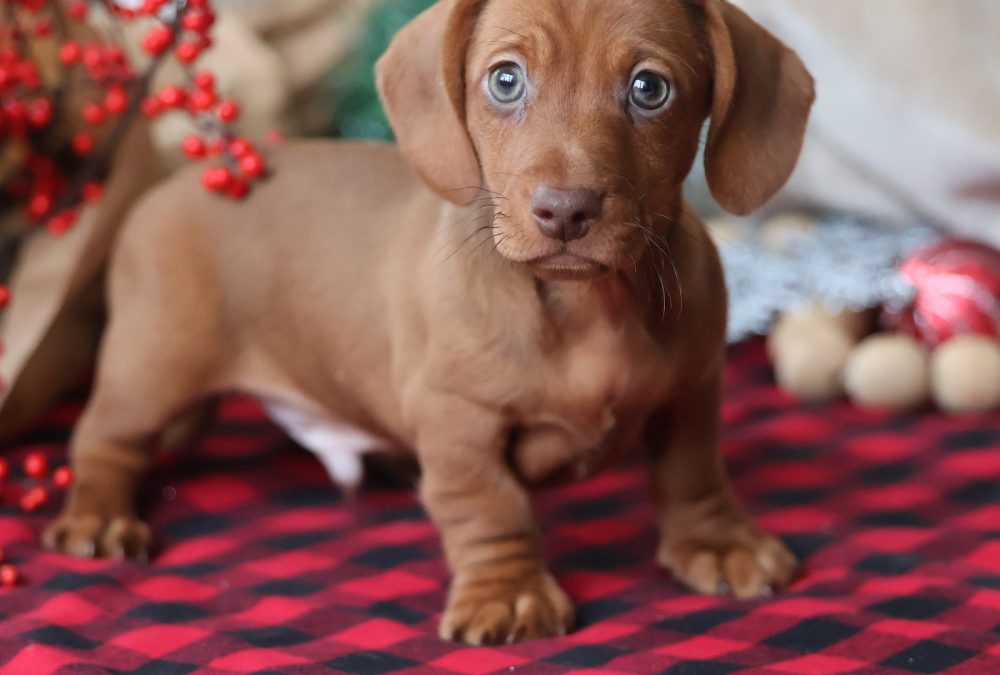 red dachshund breeders near me
