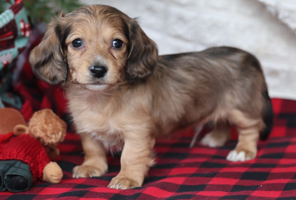 dapple dachshund for adoption