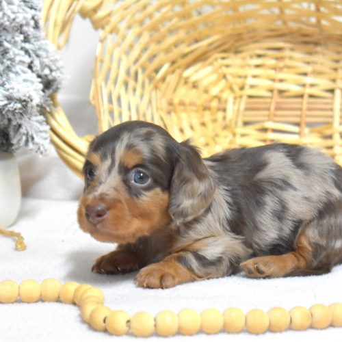 dachshund puppies for sale near me