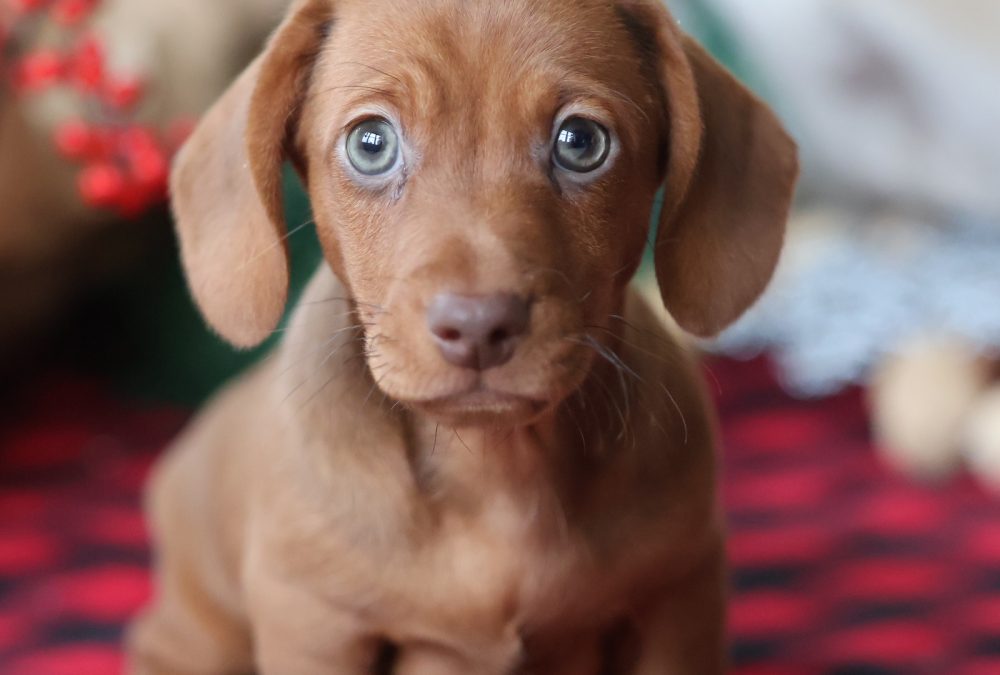 dachshund puppies near me