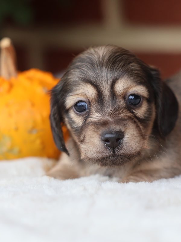 dachshund puppies near me