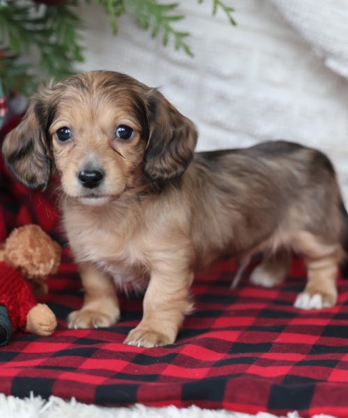 dachshund puppy dog breeder near me