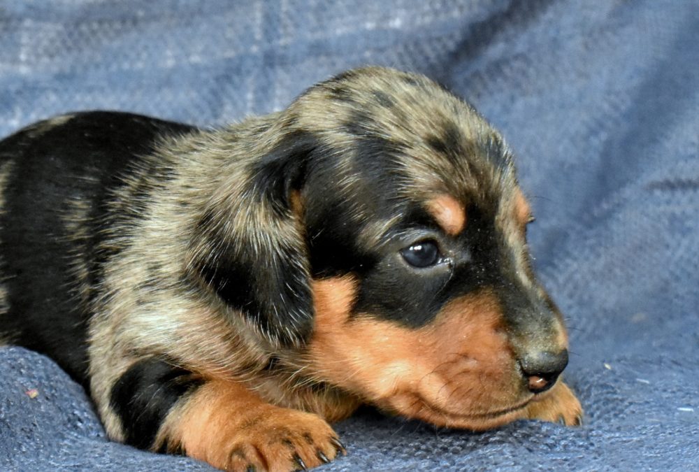 dachshunds for sale near me
