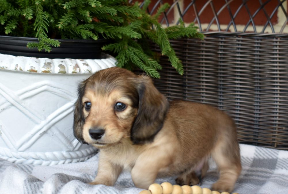 dapple cream dachshund
