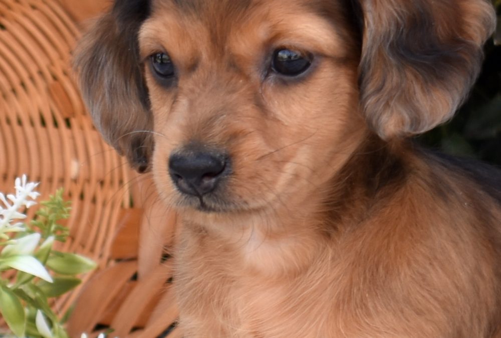 dapple miniature dachshund puppies breeders