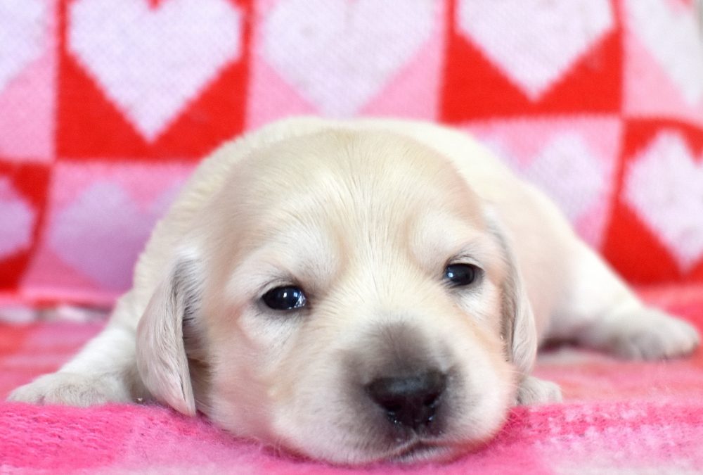 english cream dachshund for sale