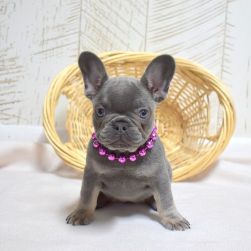 frenchie dog for sale