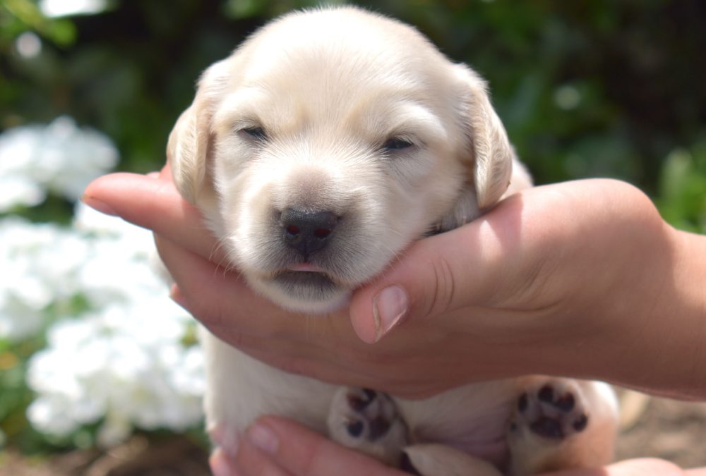 mini dachshund puppies PA