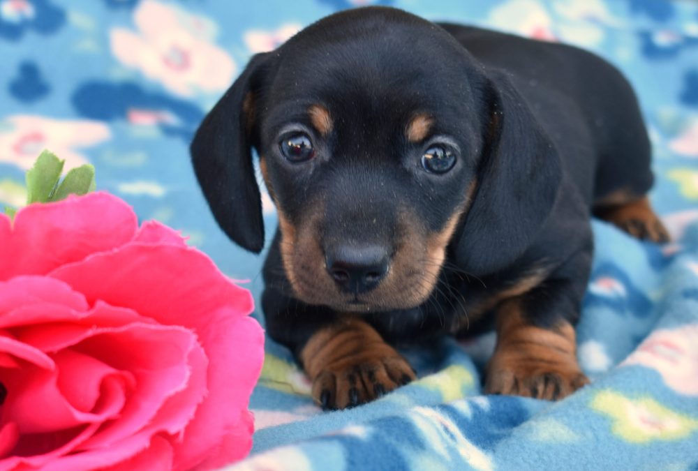 mini dachshund puppies for sale lancaster pa