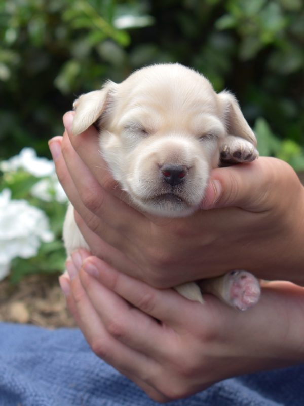 mini dachshund puppy AKC