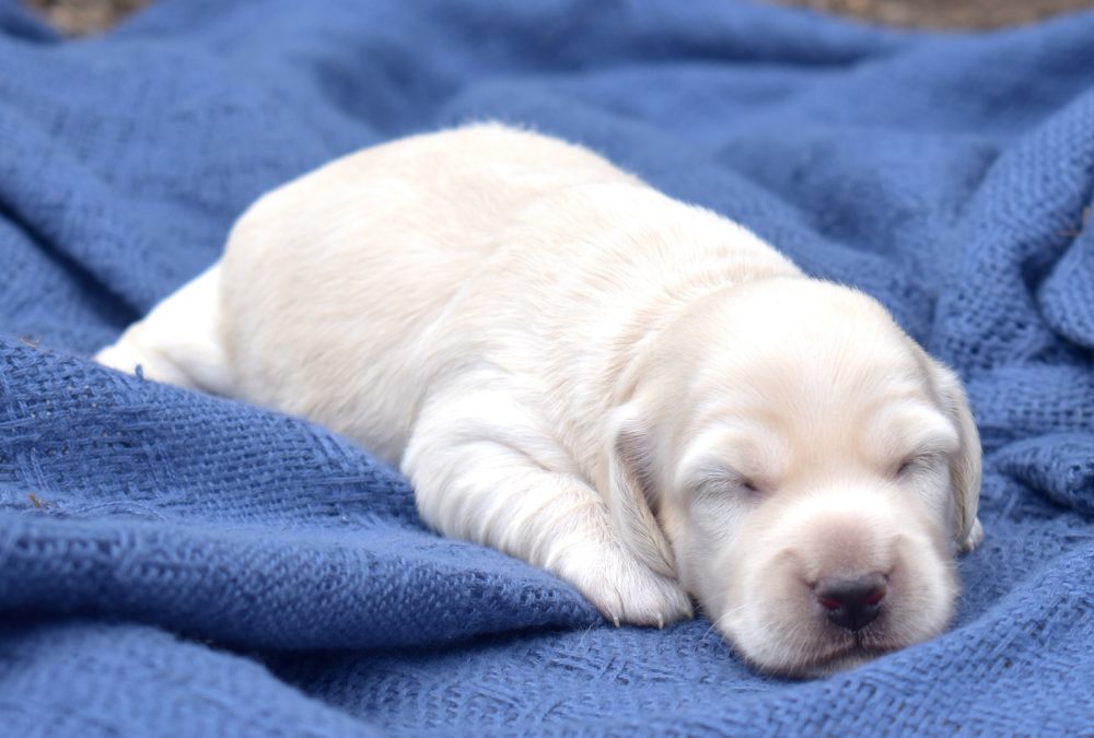 mini dachshund puppy for sale